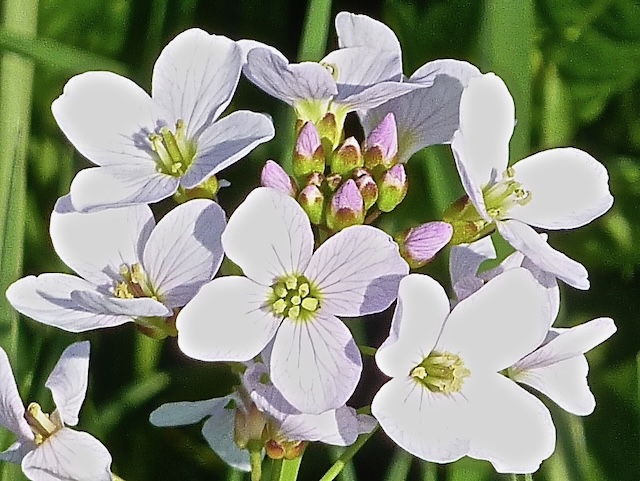 Brassicales